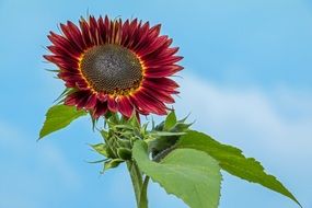 red sunflower against sky background
