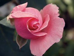 pink rose in all its beauty