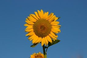 Picture of the Sun Flower in a summer