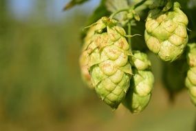 hops closeup