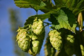 Close-up of the green and yellow Hops or Humulus with green leaves in Bavaria