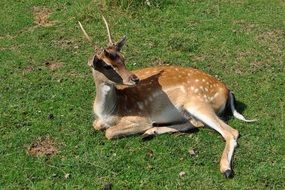 young roe deer resting in the meadow