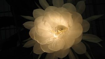 flower queen of the night in the dark