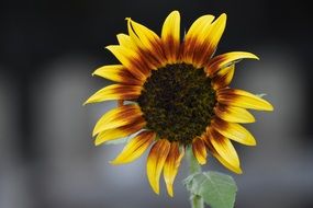 Sun Flower Garden Nature Yellow