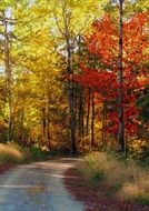 Autumn Path in Forest romantic scene