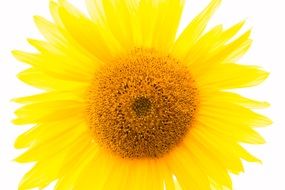 bright flower like the sun