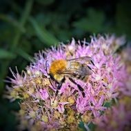 bumblebee on Stonecrop Flowers