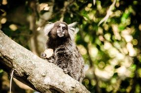 Sugar Loaf Rio de Janeiro monkey