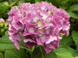 pink hydrangea as a decoration of the garden