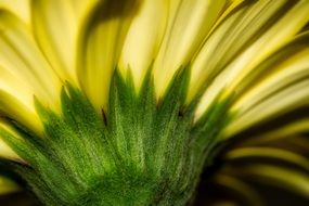 yellow gerbera close up