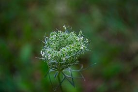 close up photo of green garden plant