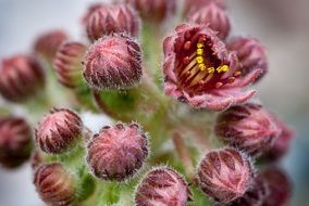 burgundy flowers on a prickly cactus