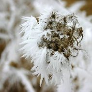 hoarfrost on seed head of dry plant