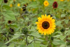 sunflowers with buds on the field close-up