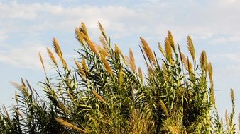 high reed against the sky