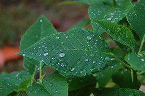 Leaves Raindrops Nature Wet