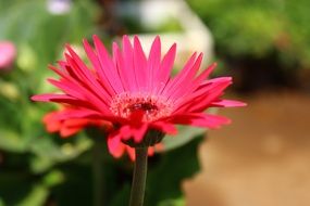 flower like a daisy