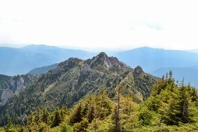 natural green forest in mountains