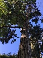 Tree Nature Leaf Trunk Scenery