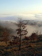 Autumn Tree in The Fog scene