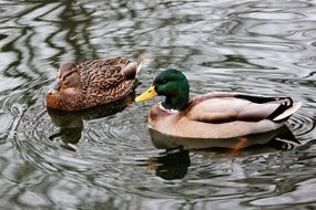 Mallards Water