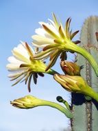 Wild Pricley Pear Flower