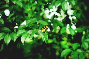 Butterfly on a green leaves