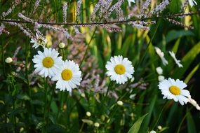 white daisies among the vegetation of a garden
