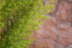 evergreen decorative tree on a stone wall background