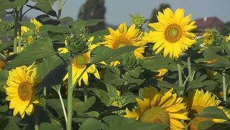 field of unripe sunflowers