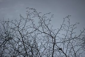 branches of trees without leaves at dusk against the sky