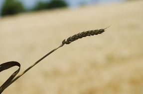 barley spike at blur background