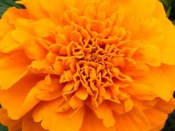 bright orange flower like a ball