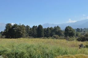 valley with trees at the foot of the pyrenees