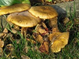 Nature Mushrooms Plant Close