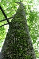 Tree Trunk with Moss