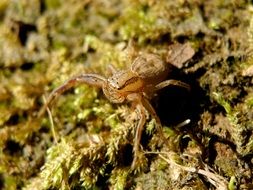 spider on moss