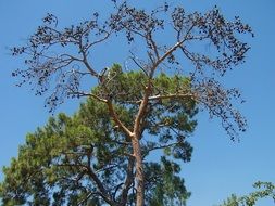 conifer on a background of blue sky