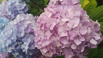 extraordinary Hydrangea Petal Flowers