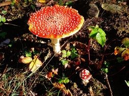 Amanita as a decoration of the forest