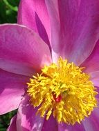 Pink and yellow wild rose in summer