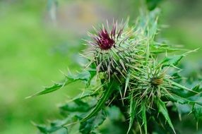 Prickly beautiful blooming flowers