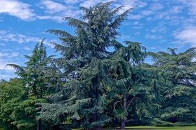 Giant Fir