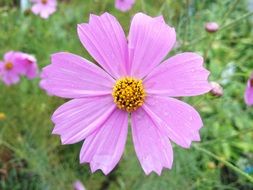 splendiferous nice Pink Flower