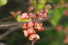 spring branch with pink flowering closeup