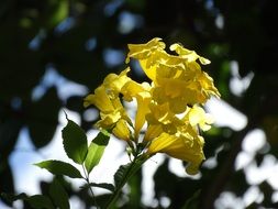 picturesque and pretty Yellow flower
