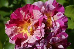 extraordinary Rose Flower