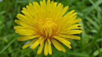 big yellow dandelion bud close-up on blurred background
