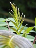 young green tree leaves