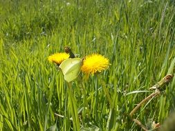 Butterfly Nature